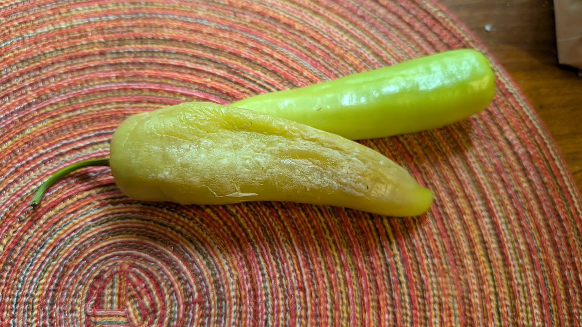 Francesca Rotondo tweet media