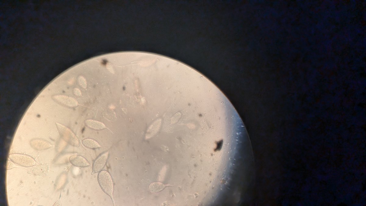 Francesca Rotondo tweet media