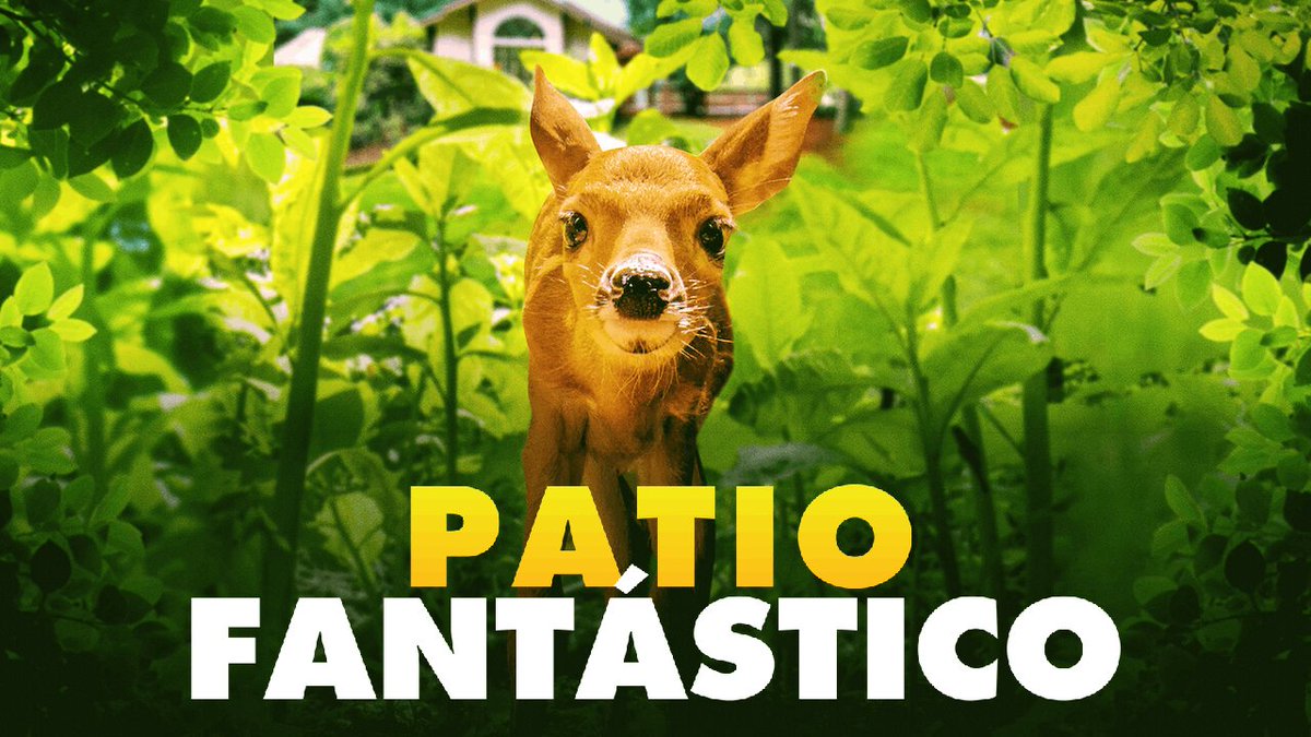 NuevoEnNetflix's tweet photo. Patio fantástico
(2018)

Este ingenioso #documental cuenta cómo una niña descubre las maravillas de la naturaleza a través de los animales y las plantas en los bosques que rodean su hogar suburbano. https://t.co/bTuys1dLzf