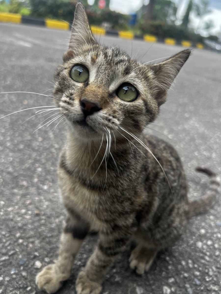 I found this this handsome fellow at an airport in Africa a few days ago. I wanted to bring him back with me.