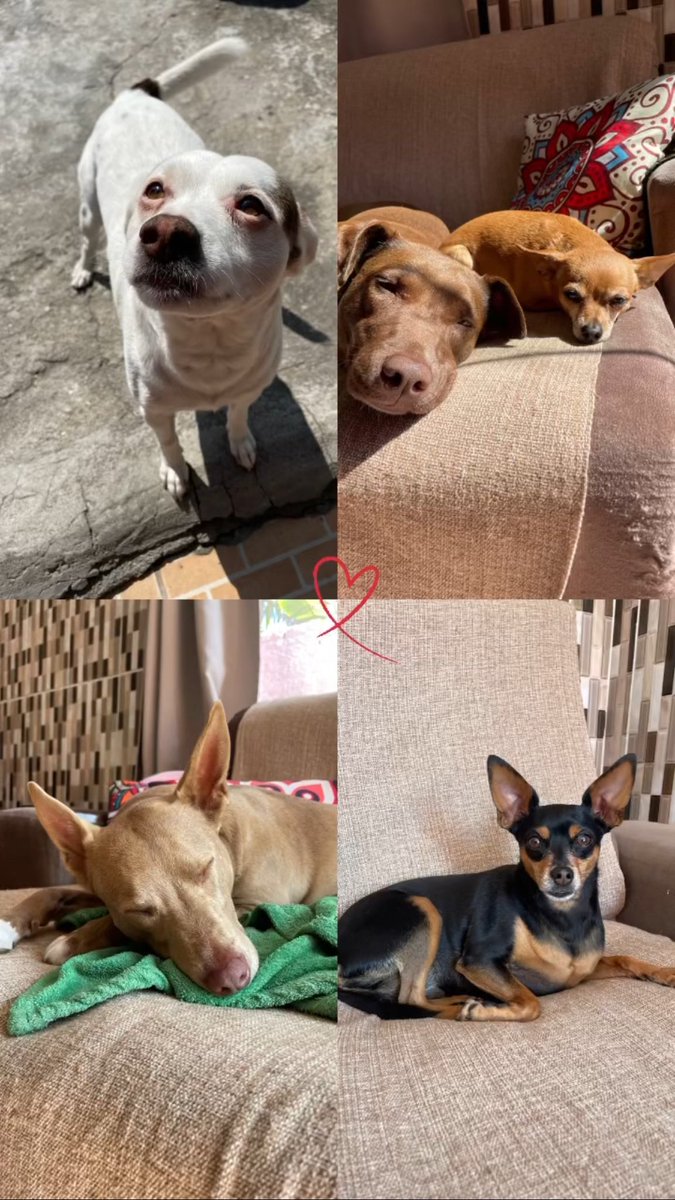 vivianeesof's tweet photo. @itimaliasof Em ordem: Bucky, Cacau, Maya, Becca e Jade. https://t.co/DdEwlasgX7