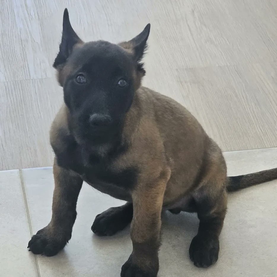 Wife said i couldn't get one (yet) ☺️
#Malinois