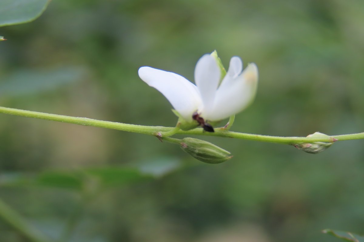 秋におすすめ◇流水に萩と桔梗 小紋 正絹 ホワイト 秋におすすめ◇流水に萩と桔梗 小紋 正絹 ホワイト