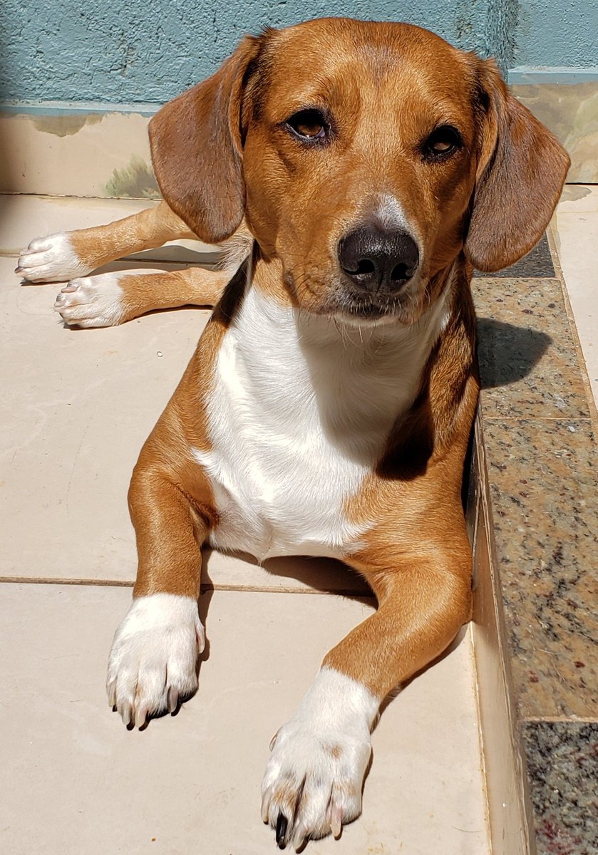 samrsoliveira's tweet photo. @itimaliasof Barney https://t.co/jBpxD37YF9