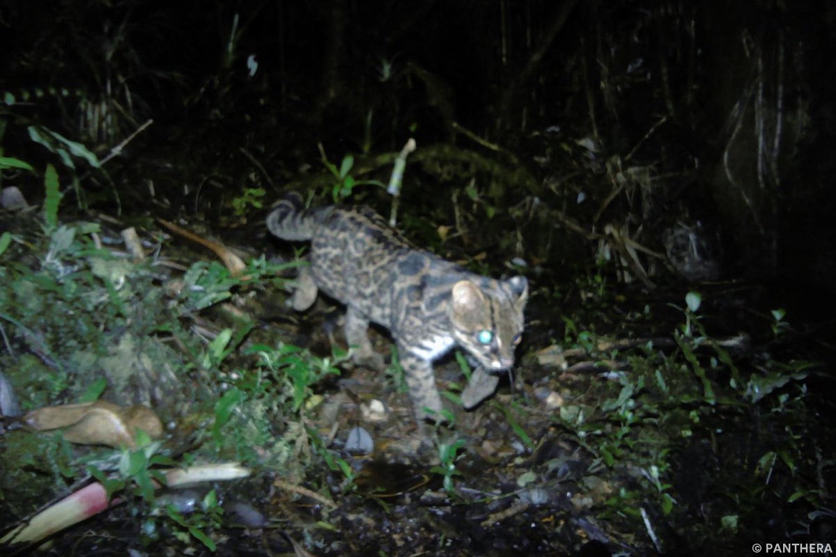 PantheraCats tweet picture