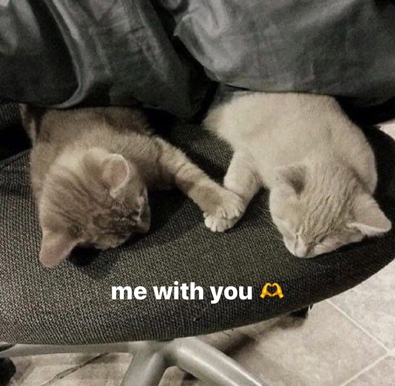 Catsillyness's tweet image. Us