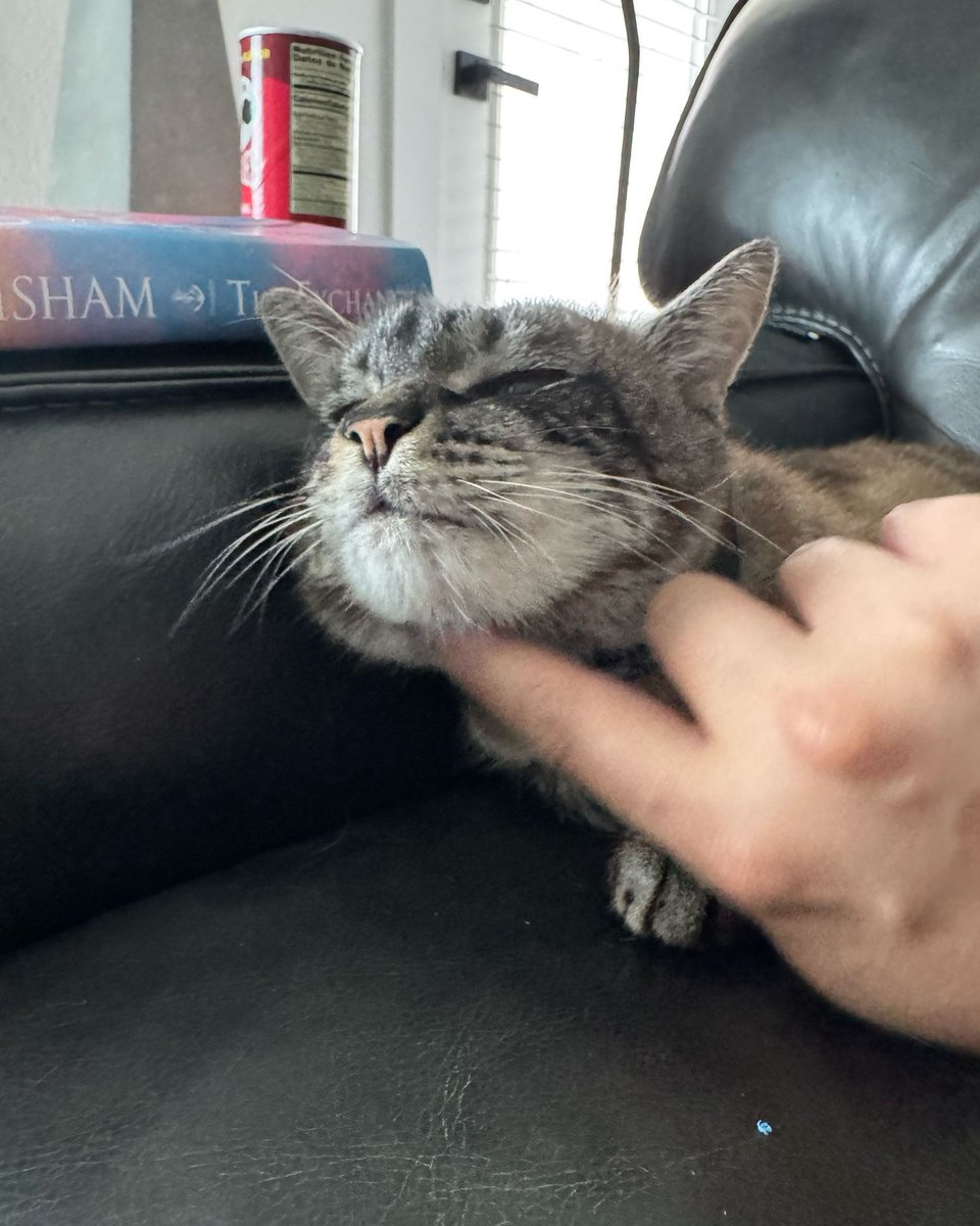 Troy is incredibly cute and I don’t know what to do about it

#Troy #Meow #Cats
