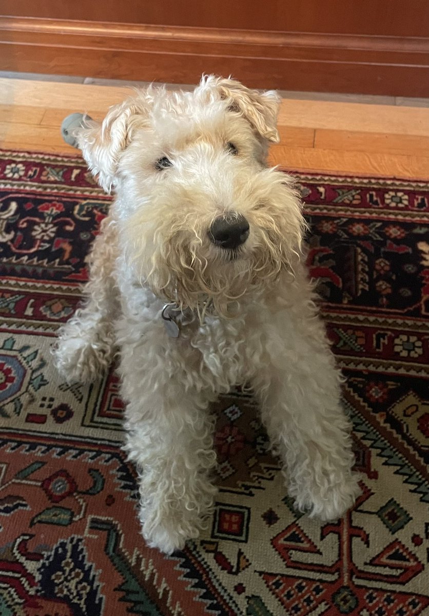Hey pals today was my Gotcha Day! I got yummy treats, lots of playtime and plenty of belly rubs! I hope you all had a great day too!