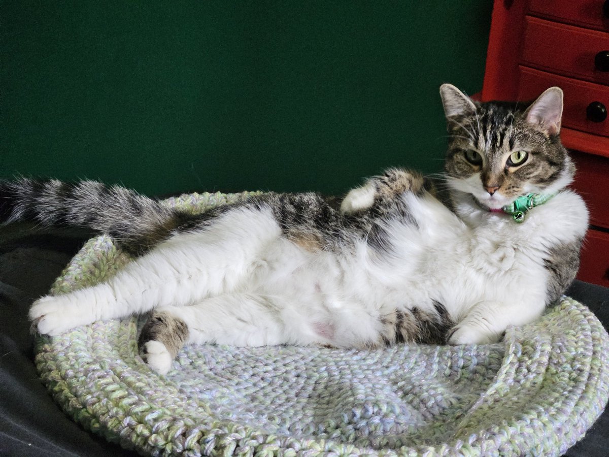 It's #caturday, so here's a picture of my cat being a weirdo.