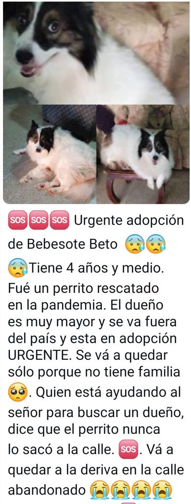 yaracalcagno's tweet photo. Contacto para adopción: 0412-9757429 Bárbara. https://t.co/jVirpnWd74
