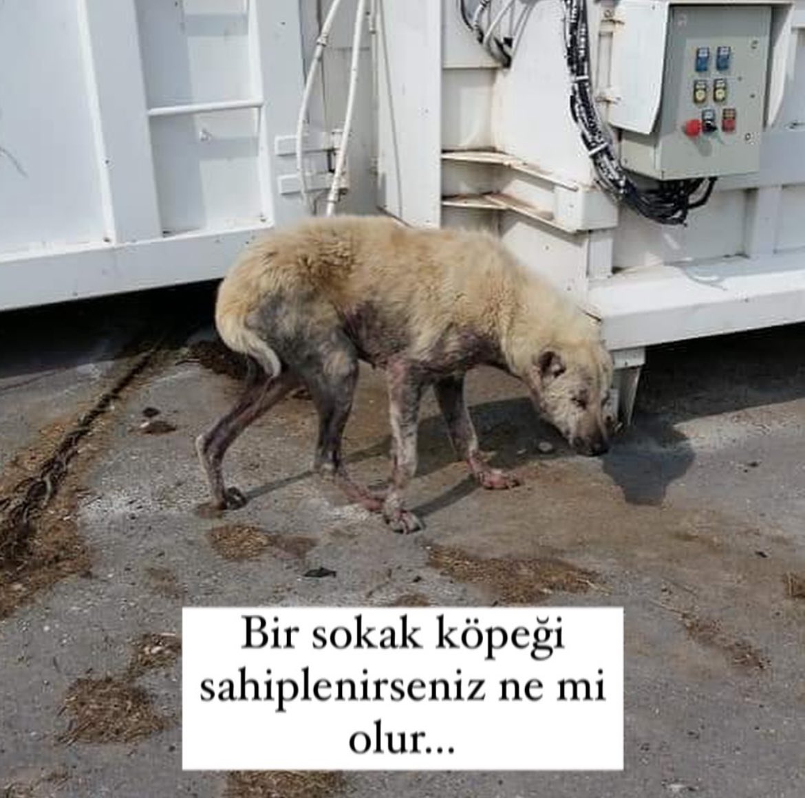 vetaslihan_tan's tweet photo. İyi ki varsın Miniş 🌸 https://t.co/lSXqoccQa0