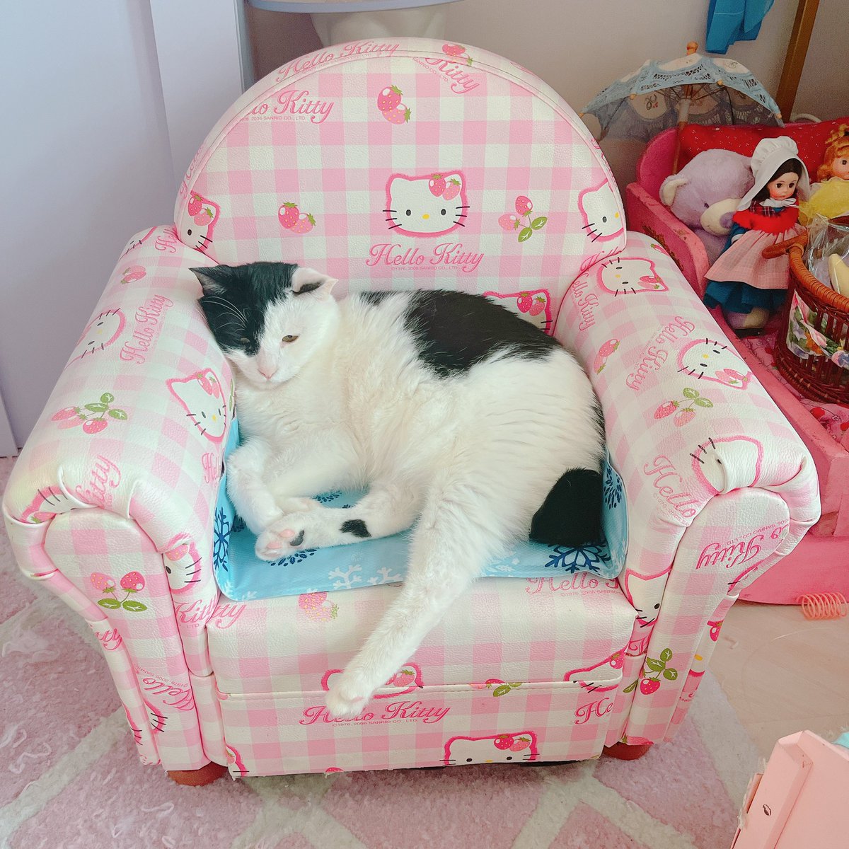 키티 소파에 누운 키티