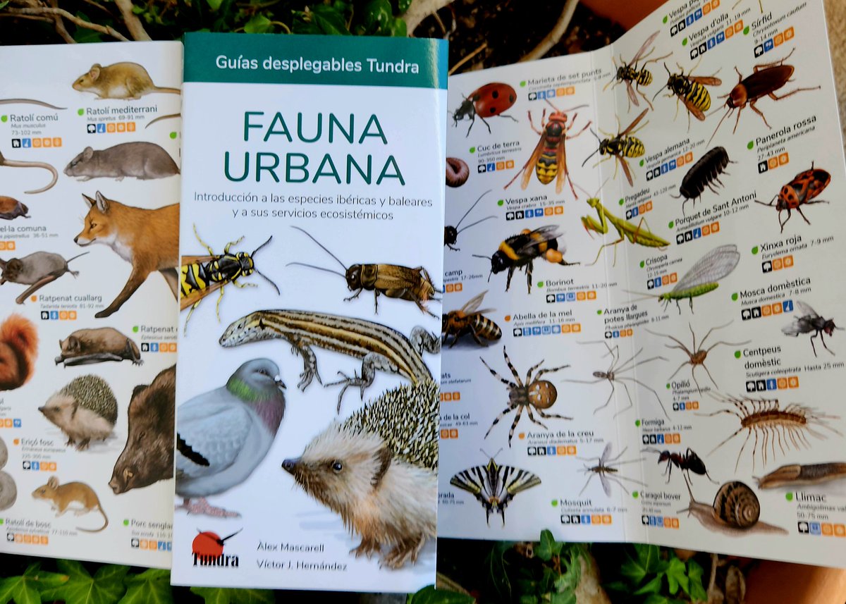 El lado salvaje de la ciudad. Descubre a esos otros habitantes de nuestras ciudades y pueblos y lo que nos aportan con su convivencia. Puedes elegir la edición en castellano o la edición en català de esta nueva guía en tundraediciones.es