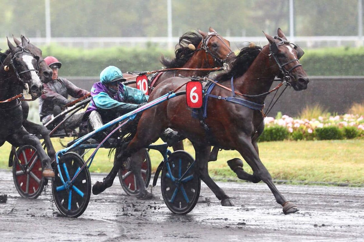 ARQANA Trot (@arqanatrot) on Twitter photo 🏆🥇 𝑲𝑹𝑰𝑺𝑻𝑨𝑳 𝑱𝑶𝑺𝑺𝑬𝑳𝒀𝑵 s’impose dans le 𝑷𝒓𝒊𝒙 𝑷𝒉𝒂𝒆𝒕𝒐𝒏 (𝑮𝒓.𝟐) à <a href="/Vincennes_Hippo/">Paris-Vincennes Hippodrome</a>, première qualification au Critérium des 4 ans.
Présénté aux Ventes de Yearlings Sélectionnés 2021 par le Haras du Bois Josselyn, il avait été acheté 29.000€ par 🏆🥇 𝑲𝑹𝑰𝑺𝑻𝑨𝑳 𝑱𝑶𝑺𝑺𝑬𝑳𝒀𝑵 s’impose dans le 𝑷𝒓𝒊𝒙 𝑷𝒉𝒂𝒆𝒕𝒐𝒏 (𝑮𝒓.𝟐) à <a href="/Vincennes_Hippo/">Paris-Vincennes Hippodrome</a>, première qualification au Critérium des 4 ans.
Présénté aux Ventes de Yearlings Sélectionnés 2021 par le Haras du Bois Josselyn, il avait été acheté 29.000€ par