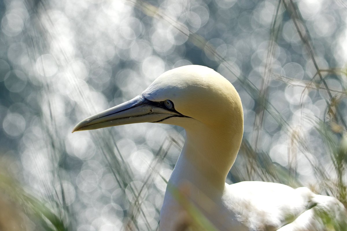Caz_ell's tweet photo. @SteelySeabirder Gannet at Bempton Cliffs on Friday. It landed within a few feet of me, so close I could have done with a shorter lens! https://t.co/TB9bKjJYQG