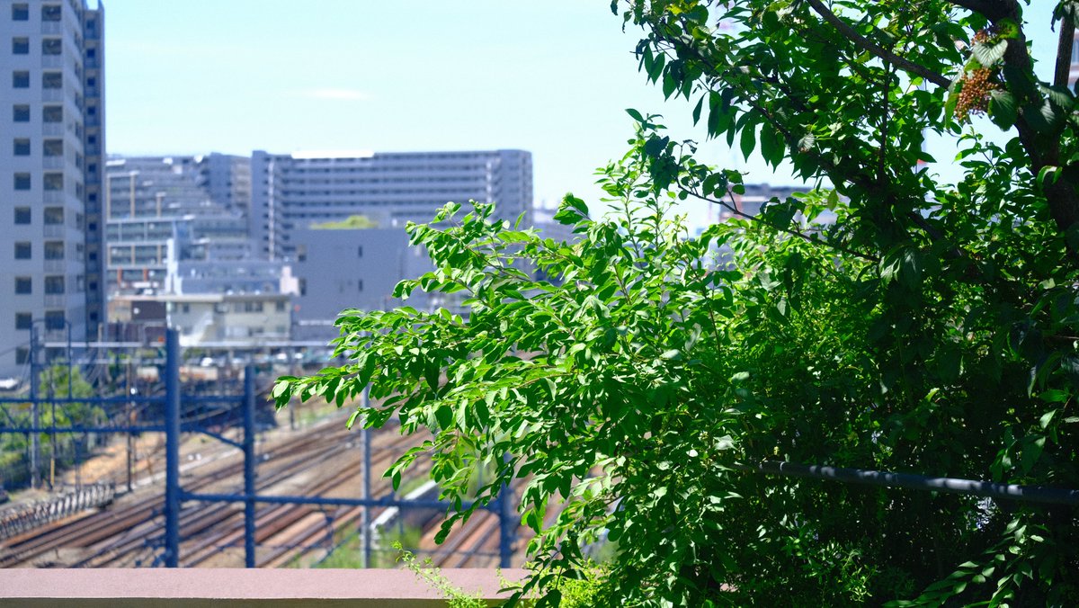 woodsmart_'s tweet photo. JR川崎駅近くのライブハウスの写真撮影。
植栽工事して年月が経つ空間に、新たな生態系が生まれているのを感じる。
ライブハウスの空間にこの緑量は珍しい気がする。 https://t.co/NA0CRqn549