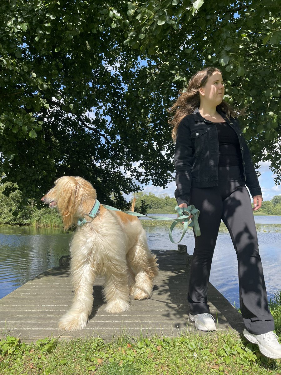 Legolas the Afghan Hound tweet media