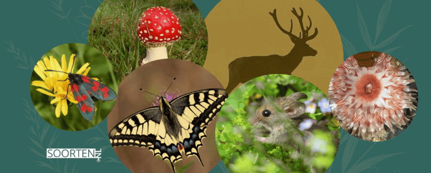 Basiscursus 'Planten en Dieren Herkennen' start in september dlvr.it/TC3RpM