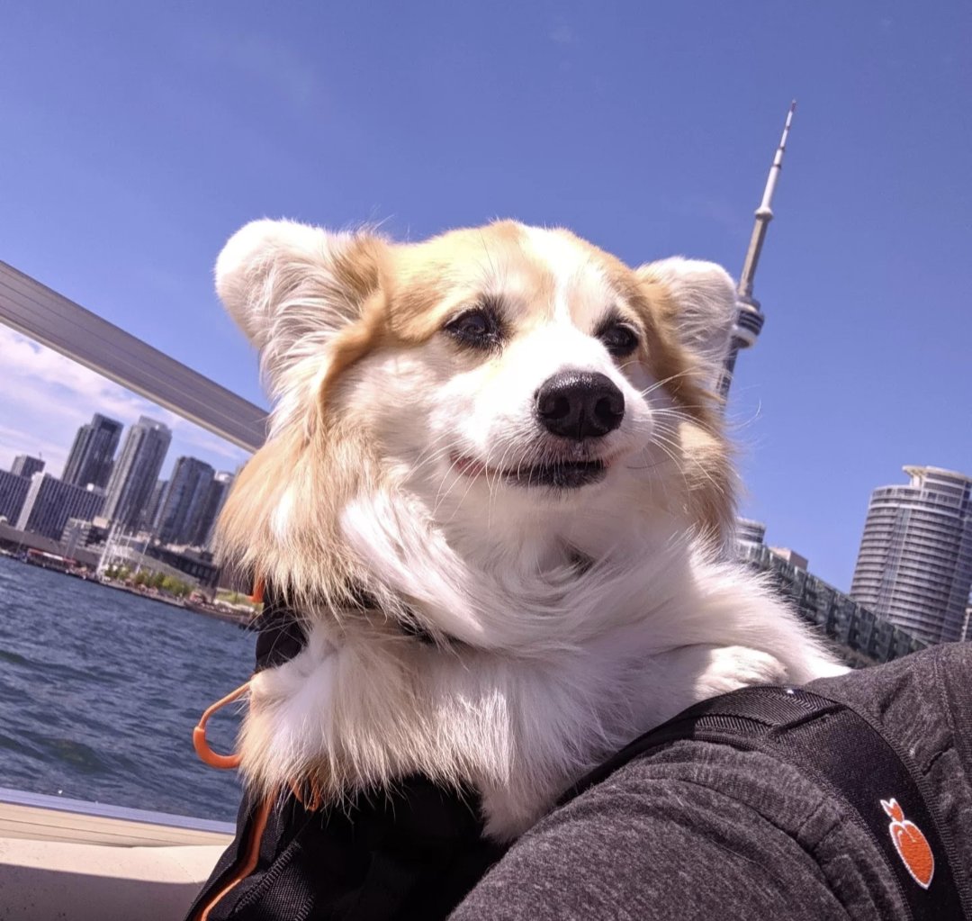kimchithecorgi's tweet photo. 🐾🐶 Is there anything better than a corgi on a boat? 🙌🏻😍⛵🤣

K I M C H I  is just L I V I N' man 😏

#corgi #dog #fluffycorgi #dogsofinstagram #barked #9gag #funnydog #livingmybestlife #livin #boatlife #boat #littlechonk #doginbackpack #backpack #Toronto #Kimchithecorgi https://t.co/br2JKHVNHV