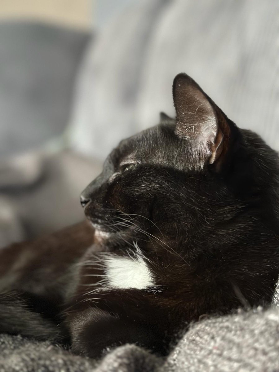 gregjacob01's tweet photo. Just under the wire for #BlackCatAppreciationDay. Miss Kitty was kind enough to tolerate a photo. #BlackCatsRule #menwholovecats https://t.co/pIqgF3G85D