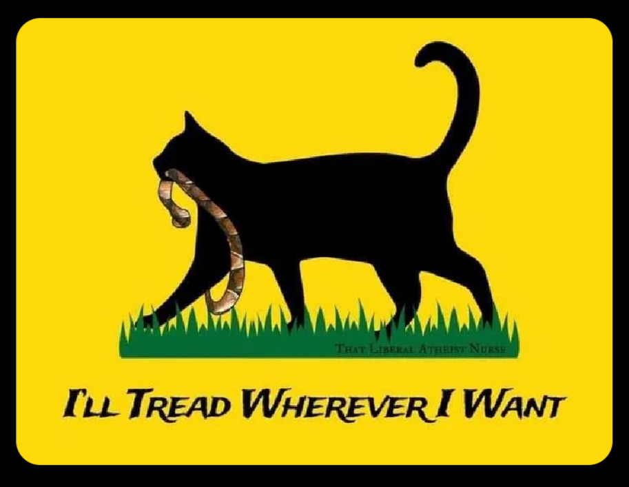gregjacob01's tweet photo. Just under the wire for #BlackCatAppreciationDay. Miss Kitty was kind enough to tolerate a photo. #BlackCatsRule #menwholovecats https://t.co/pIqgF3G85D