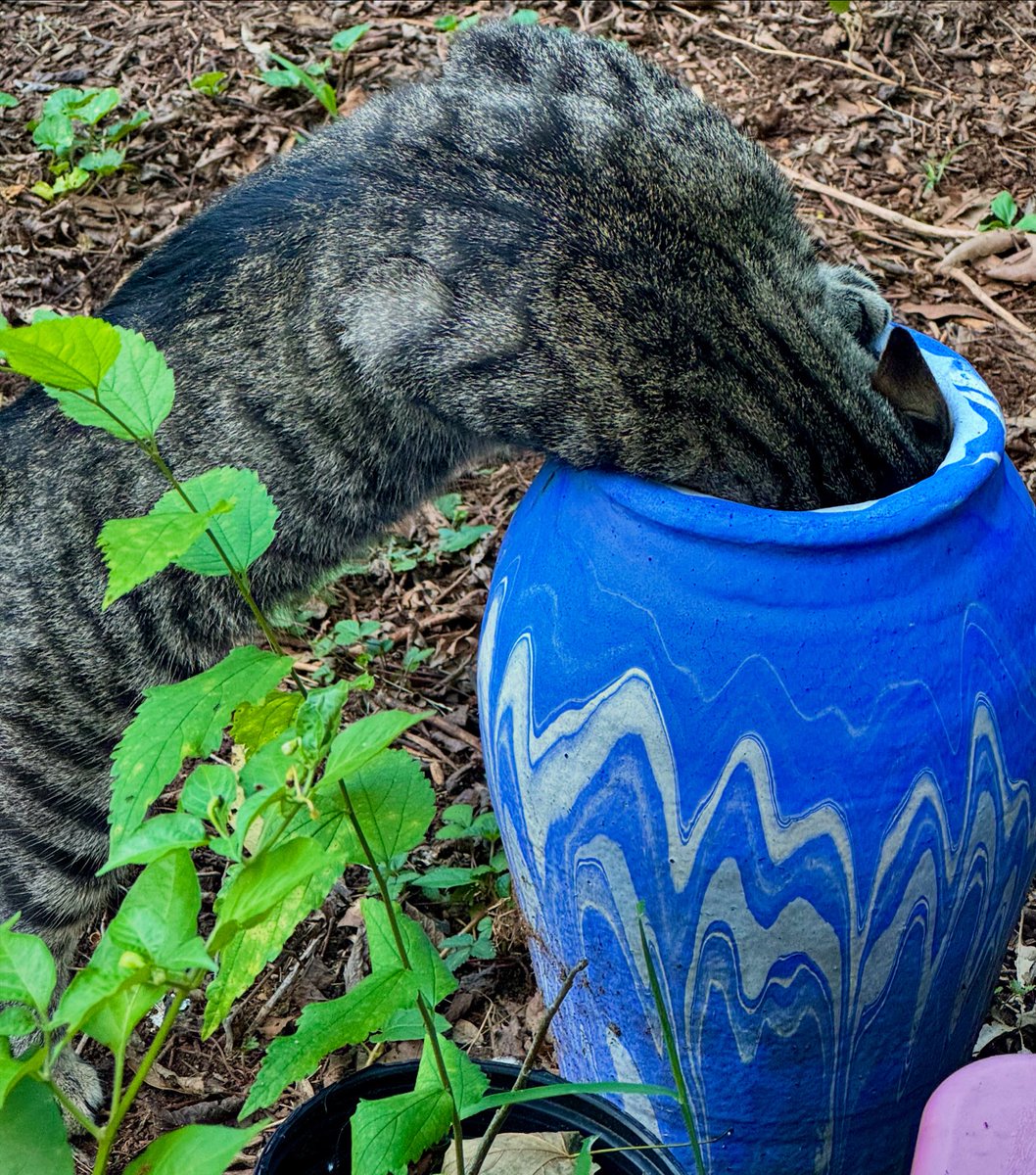talltalestogo's tweet photo. Curiosity
Curiosity /
has nine lives or at least one /
of an enticed cat.
.
.
#curiosity #cat #lives #enticed #haiku #poem #poetry #haiga #photo #oldnorthknoxville #davidebooker #august #saturday #081724 #2024 https://t.co/2kcFWTvYkr