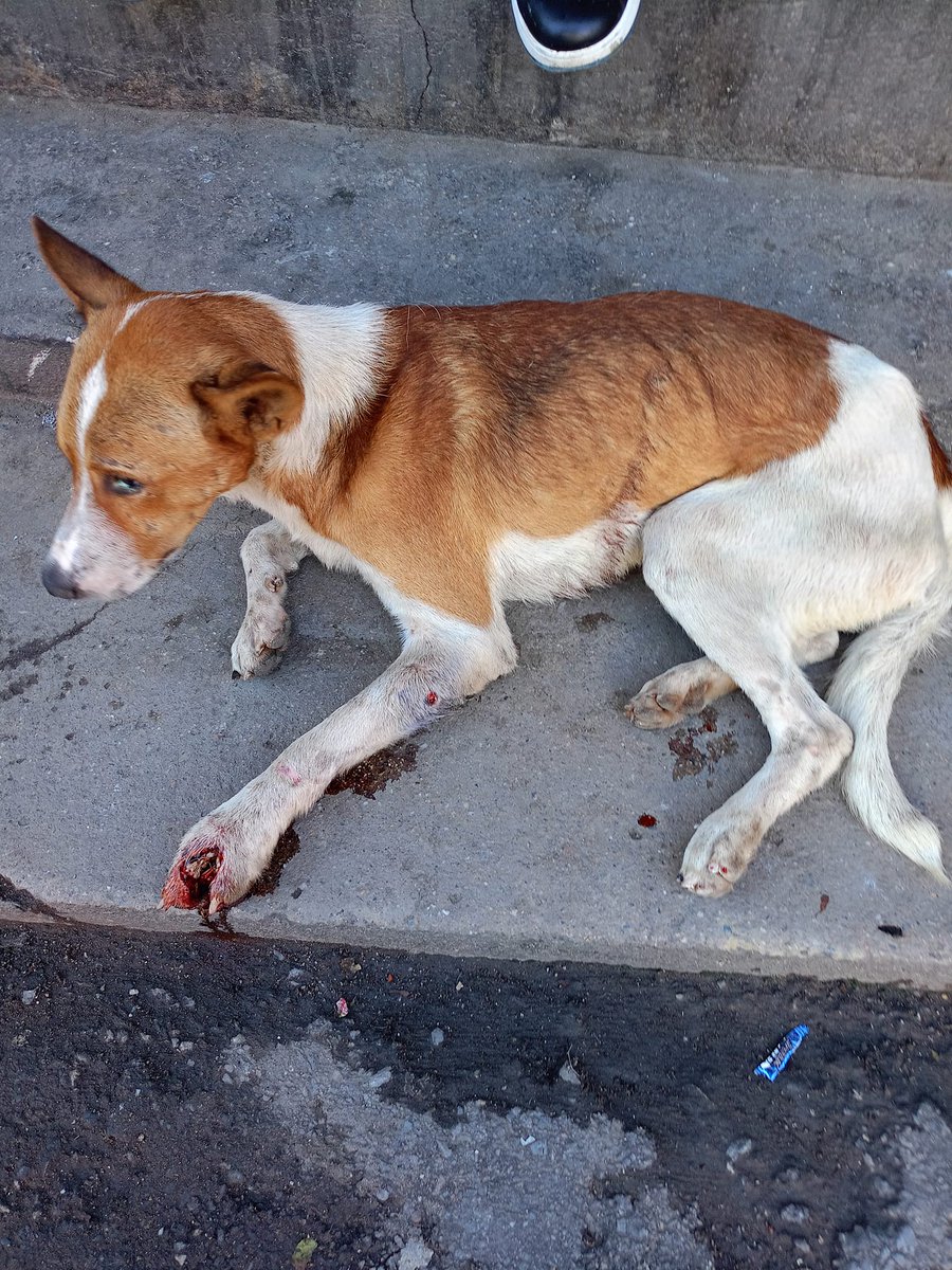 #Difundimos Este perrito necesita atención URGENTE, según lo que informó un señor fue arrollado. Se ubica en Las Adjuntas - Caracas, cerca de la estación del metro... (Estaba en la acera de uno de los comercios de la zona). <a href="/SomosNevado/">MisiónNevadoVzla</a>