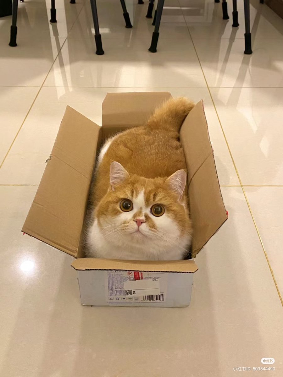 nocontextscats's tweet photo. 📦📦📦 https://t.co/42Gf2AKgoY