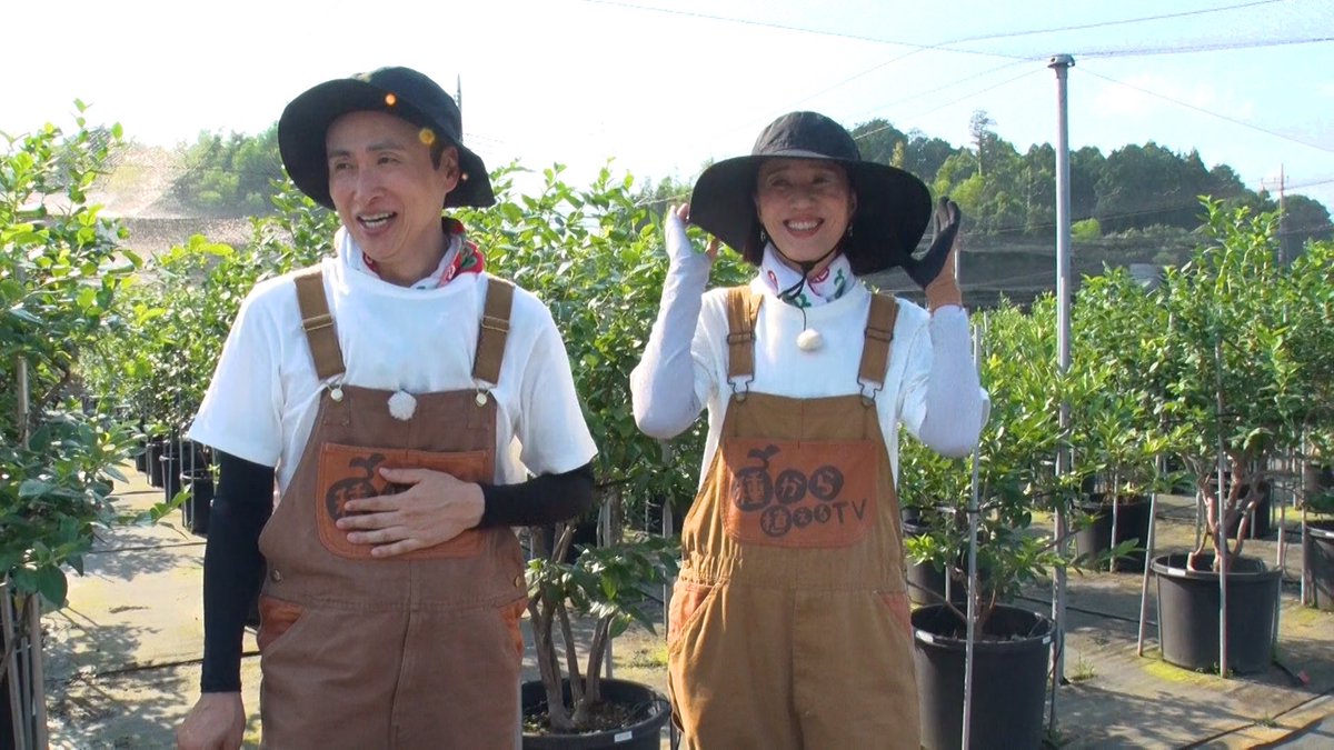 taneue70403's tweet photo. 本日もご視聴ありがとうございました👨‍🌾

#ブルーベリー 1kg分を収穫し、社員さん達を助っ人に迎え選別作業を無事完了🫐

遼河さんの味見が止まらない珍しいピンク色の品種、フロリダローズも登場したよ🌹

今回の農家メシは爽やか！ブルーベリーカレー＆ブルーベリージャムチーズケーキ🍛🧀 https://t.co/4MvrYIBy93
