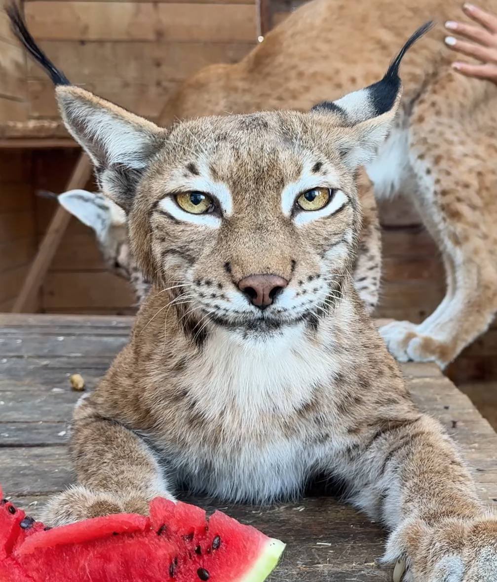 When a snepcel says something so lynxphobic you gotta hit them with that tufter stare