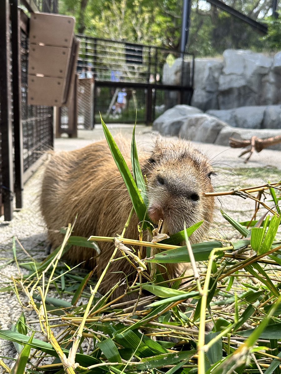 babythree 1000％ V2 カピバラ オイル目 かわいい口 カピバラにラマ