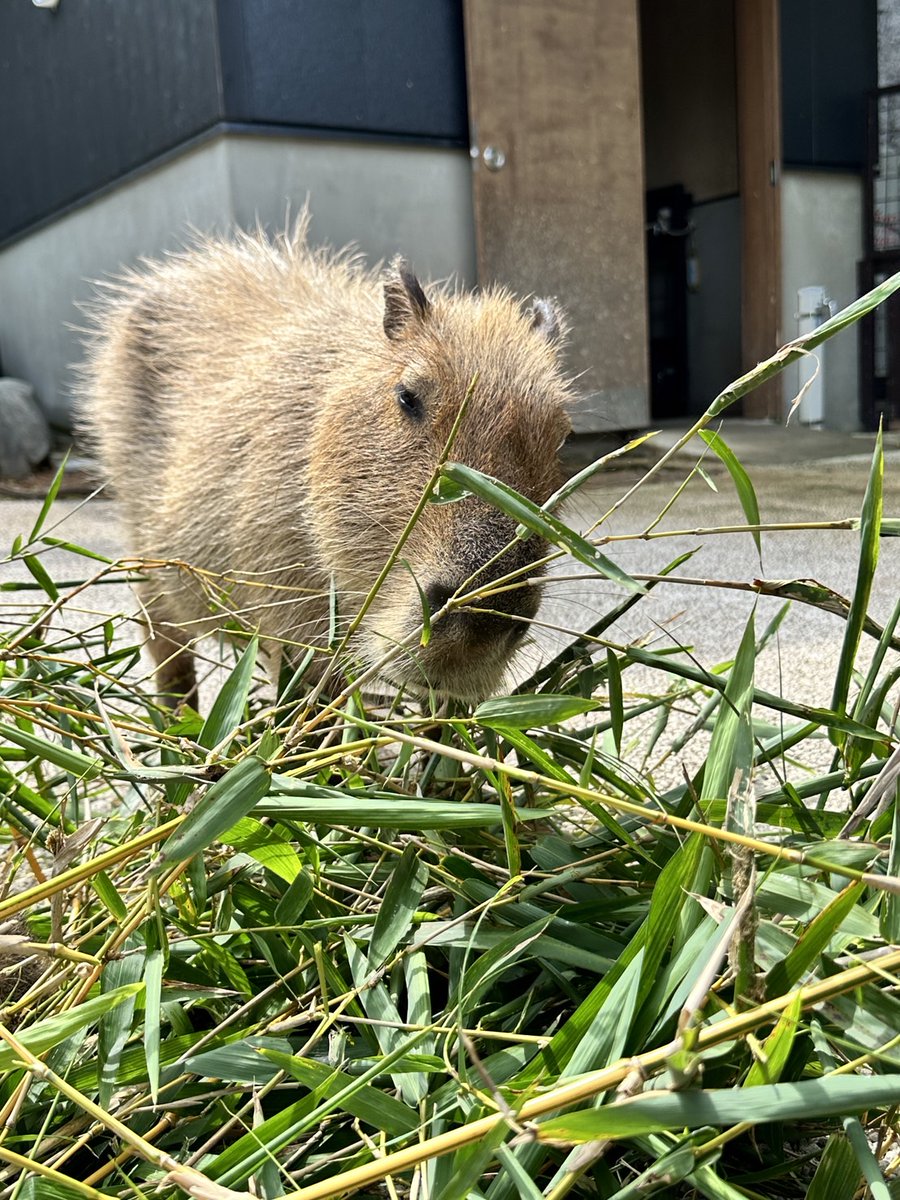 babythree 1000％ V2 カピバラ オイル目 かわいい口 babythree 1000