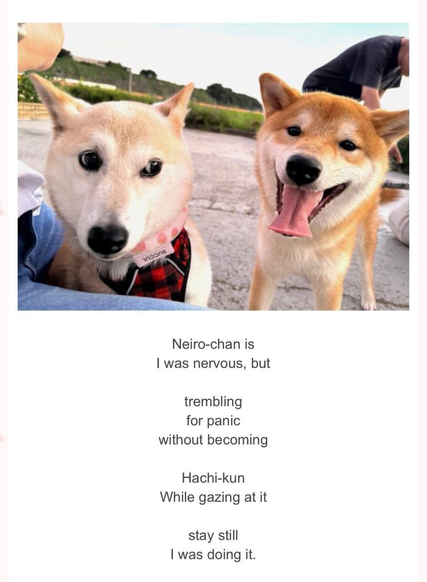 Hachi-Kun tweet media