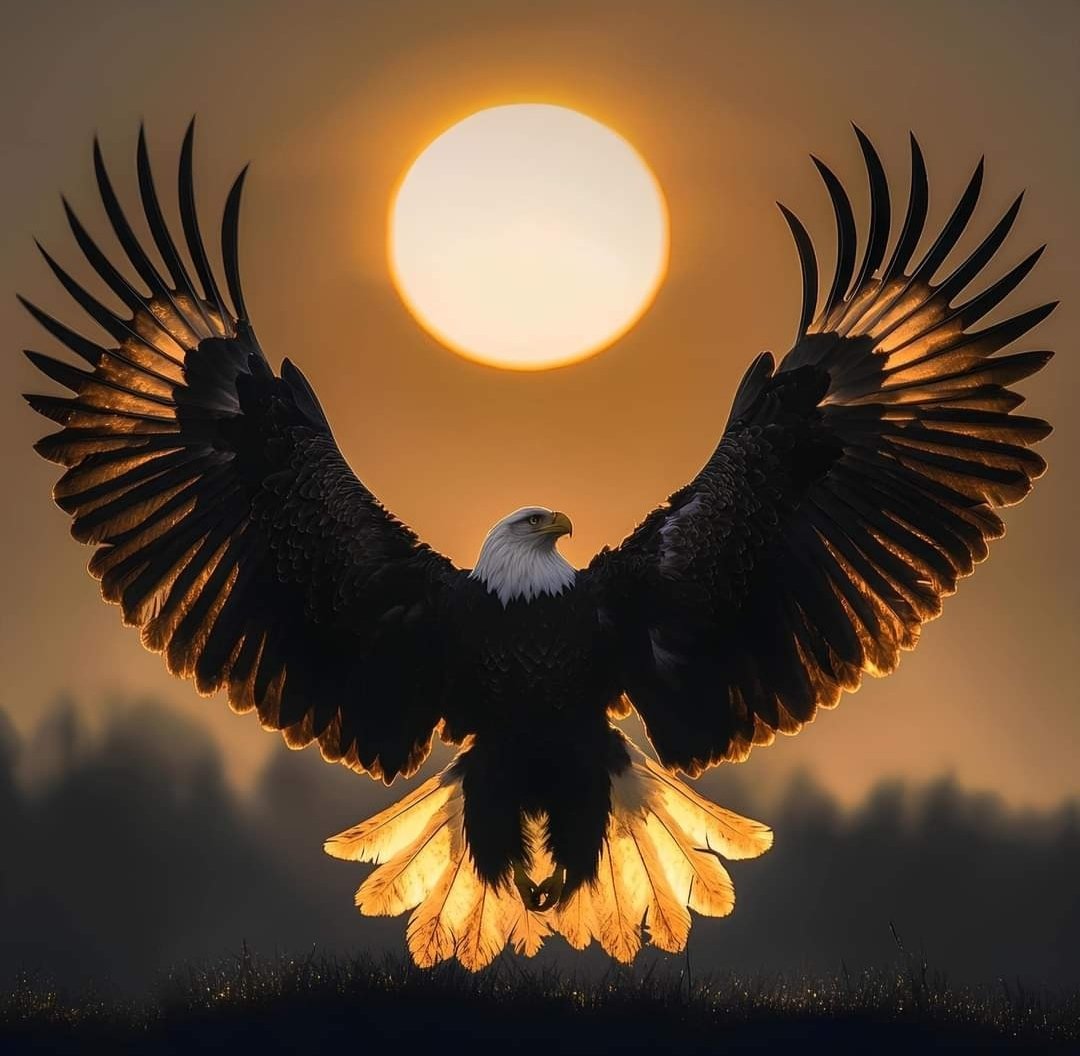 " king of the skies "