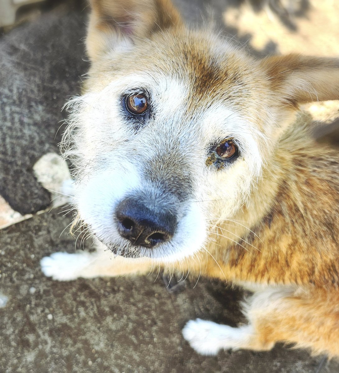 8月で16歳を迎えました。今日も元気です。