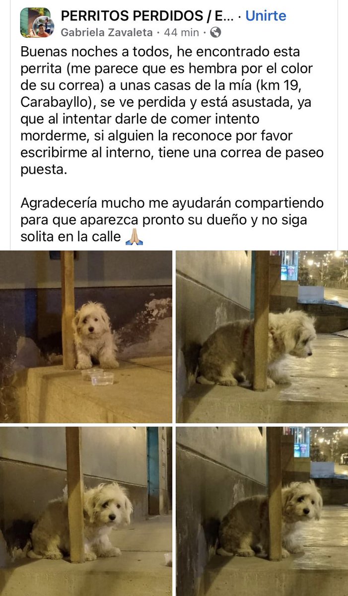 vanessasaba75's tweet photo. ¿Alguien la/lo reconoce? Se busca a sus dueños https://t.co/gCdU4aKGxo