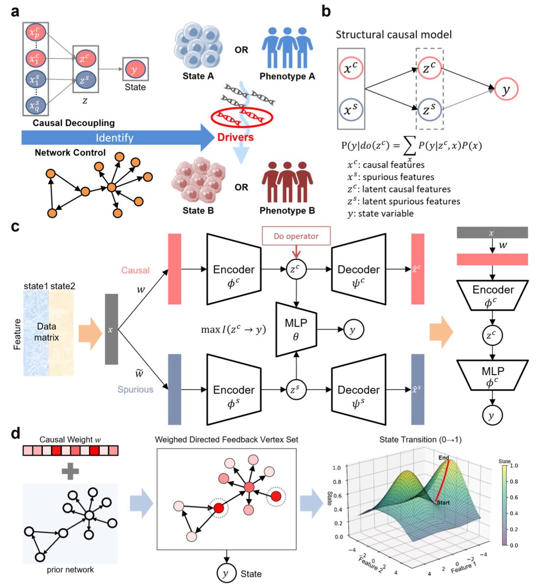 CauFinder: Steering cell-state and phenotype transitions by causal disentanglement learning biorxiv.org/content/10.110…