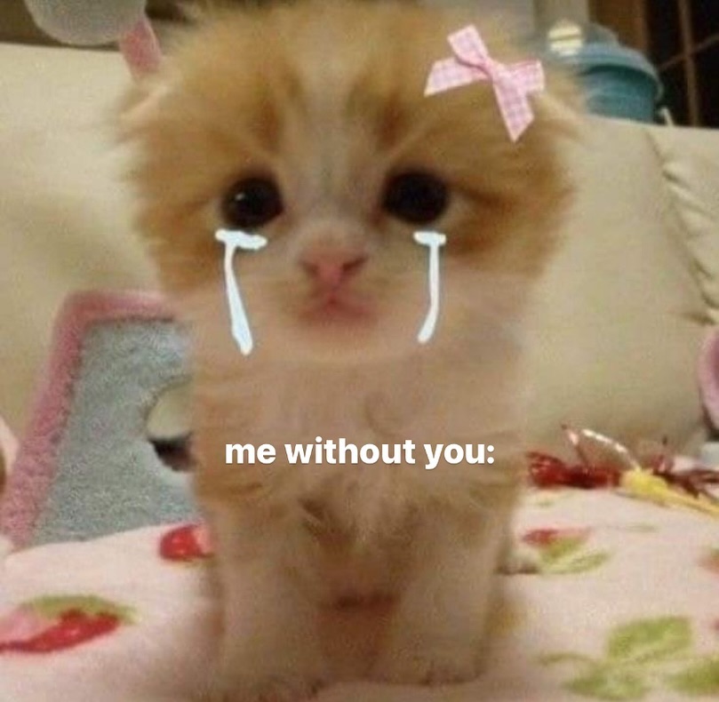 smol silly cat tweet media