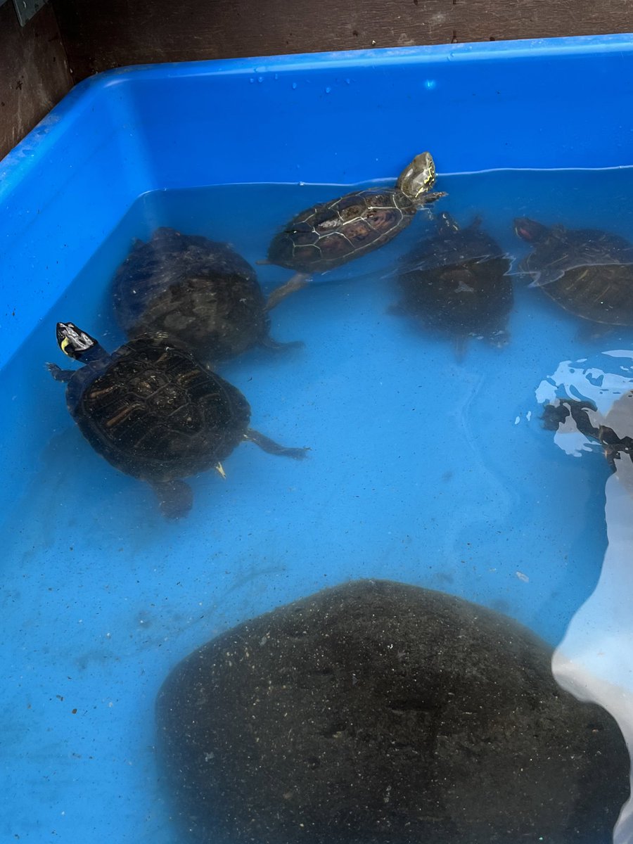 昨日捕まえたオオアタマクサガメっぽい個体！！(鴻巣WC)
