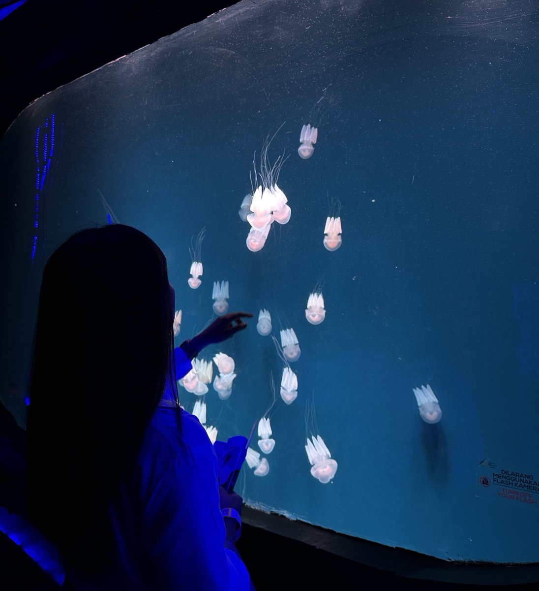 diamkalian's tweet photo. aquarium date sama tachi♥️

ubur ubur yang 2 pcs kasihan gapernah diajak foto, jadi aku pilih dia🙂‍↕️🩵 https://t.co/GTkPpBd4U7