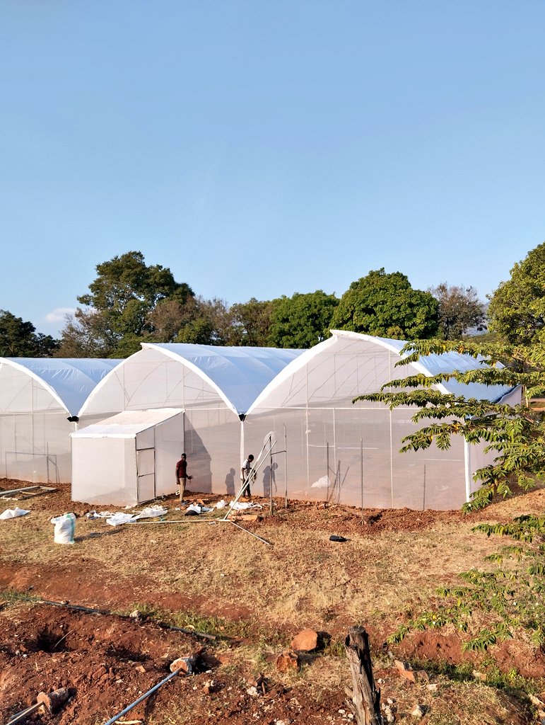 agrostemtz's tweet photo. We build and repair #greenhouses. These structures create a controlled environment, enhancing photosynthesis and crop quality while maximizing space for higher yield in a small area.
Call us: +255626244751
Location: Morogoro-Tanzania
#agrostem
Follow @agrostemtz https://t.co/ig8prrA6qP