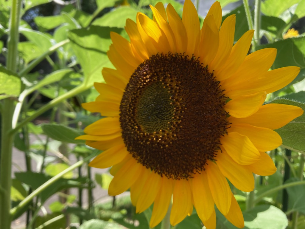 夏の花の代表であるヒマワリは漢字で「向日葵」。別名がたくさんあり