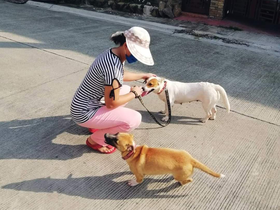 chai_tterbox's tweet photo. Ang aking "we have corgis at home" 😆

Happy Aspin day sa aking mga junakis, Kobe and Snow!! 🦮🦮 #aspin #asongpinoy #localdogs https://t.co/S8R2ntaclm