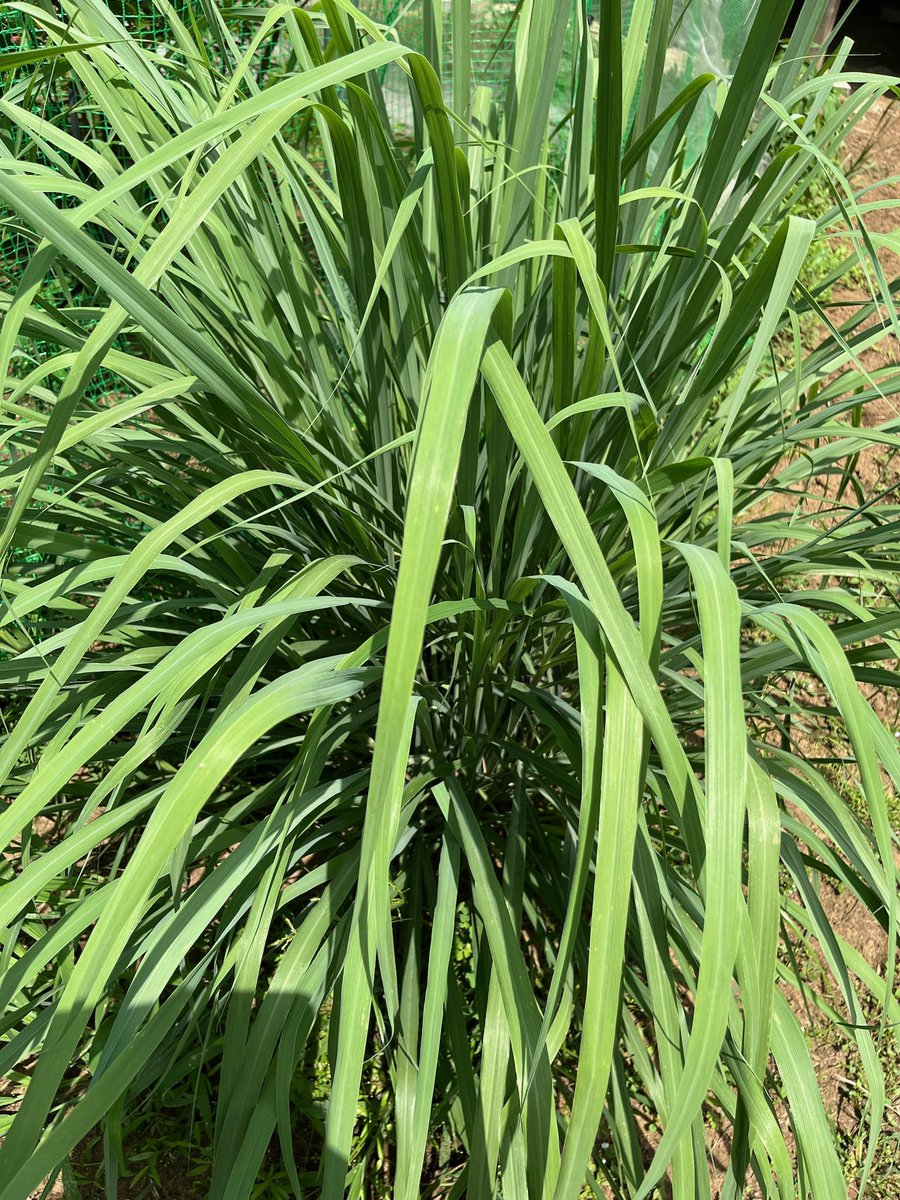 nancoco8's tweet photo. レモングラスとホーリーバジルのハーブティー。国産、無肥料無農薬栽培のハーブだから心身に溜まった不要なものをデトックスしてくれます。よく乾燥させて、お湯で蒸らせば出来上がり♫
畑見学も出来ます♪
#国産ハーブ
#無肥料無農薬
#家庭菜園 https://t.co/jwjtDXBE6G