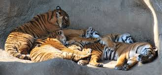 tickled_pixels's tweet photo. Good night #Caturday ZzzZzz https://t.co/Btp0HyqdS6