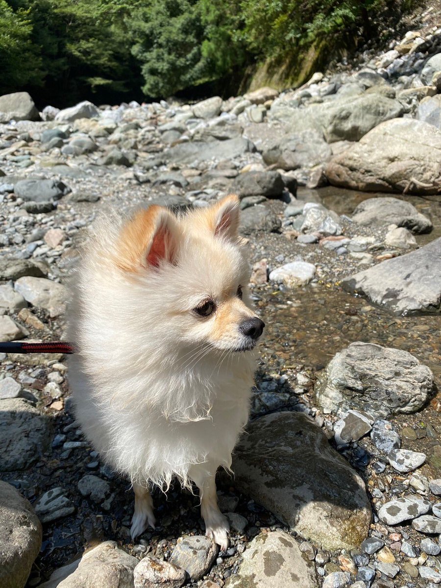 kai_pome's tweet photo. 夏の思い出　川遊び https://t.co/Vegvkw0CQ6