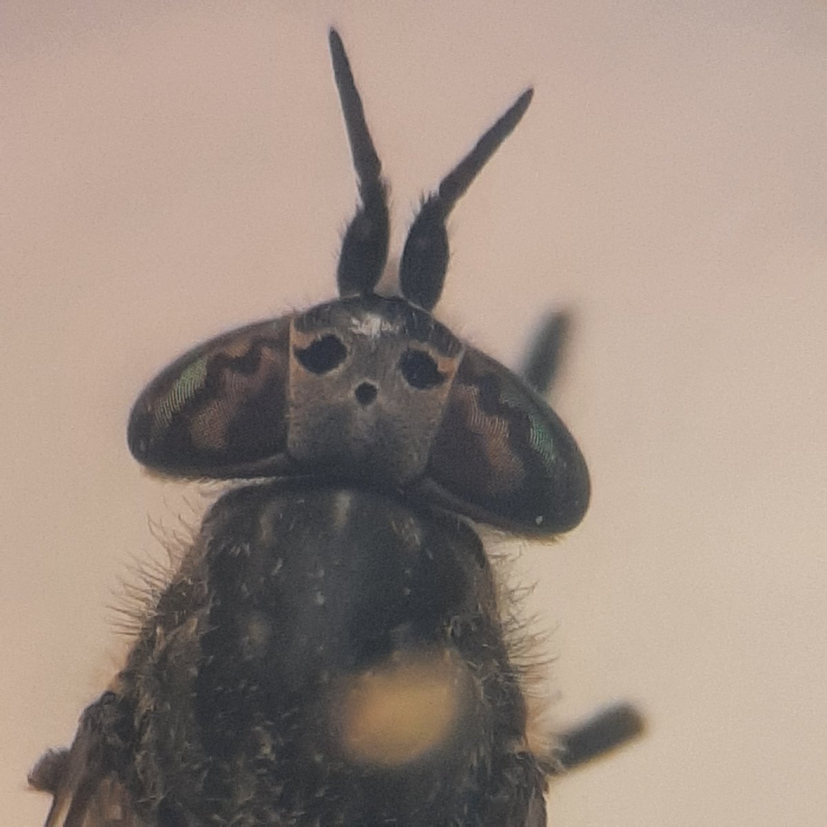 Hilco Meijer tweet media