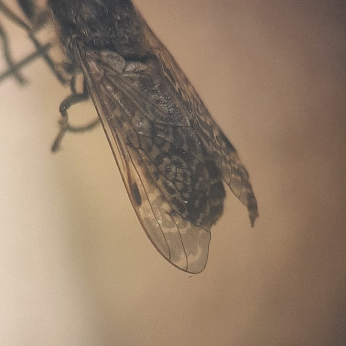 Hilco Meijer tweet media