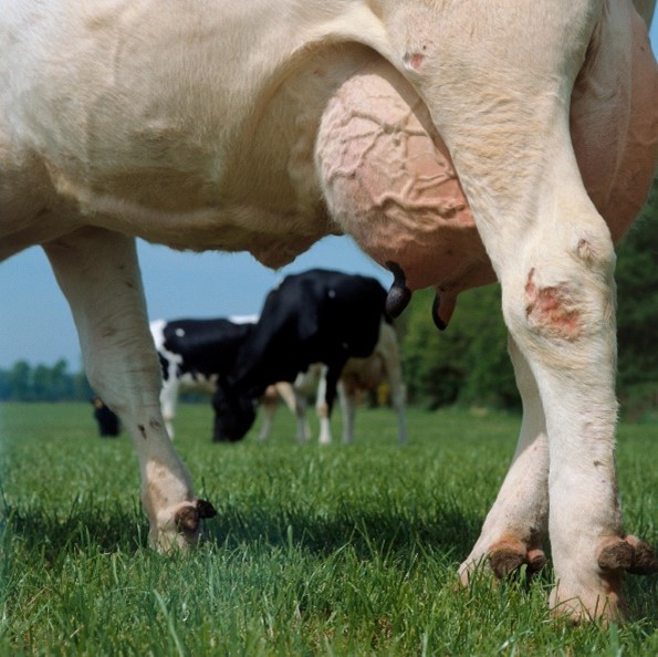 At this time of year, fly control is essential to reduce the risk of summer mastitis. 
If it stays hot for any length of time, there’ll be a lot more flies on farm so it’s important to treat your herd to combat the spread of disease. 
Speak to your vet for advice.
#Farm365