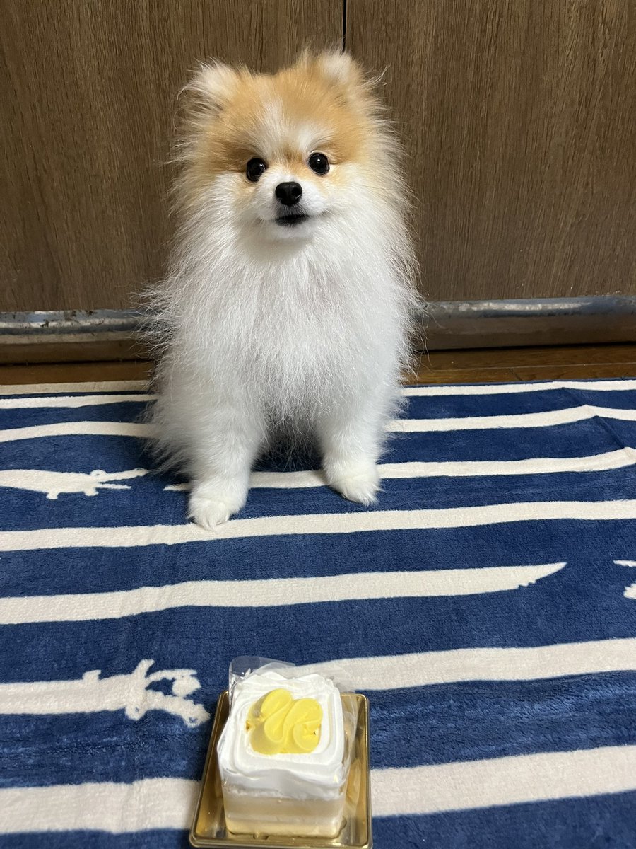 chapacochan's tweet photo. お誕生日おめでとう🥳ぱふぱふ〜
3歳の素敵なレディになったね！これからも日々かわゆさを更新してね😭

#犬のいる暮らし
#ポメラニアン https://t.co/Z5XXZt322G